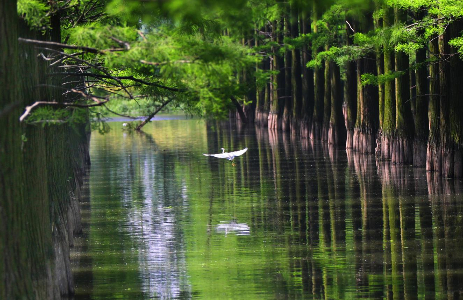 世界自然基金会保护项目涨渡湖湿地